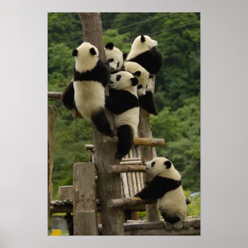 Giant panda babies Ailuropoda melanoleuca Poster