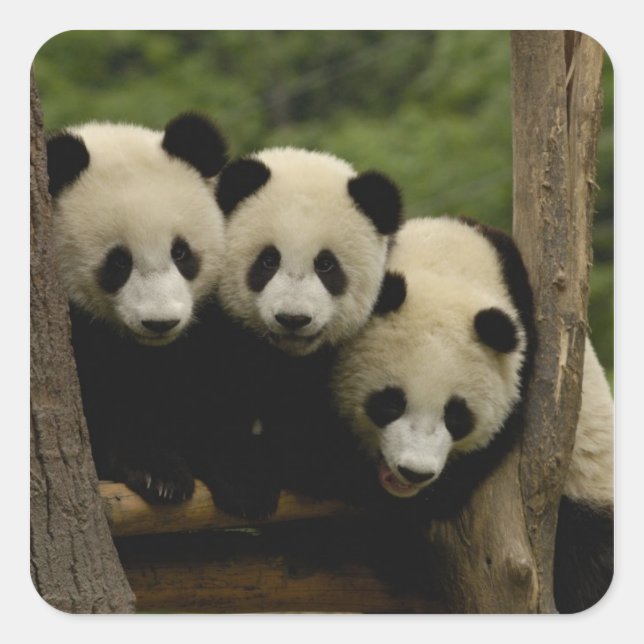 Giant panda babies Ailuropoda melanoleuca) Square Sticker (Front)