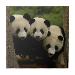 Giant panda babies Ailuropoda melanoleuca) Tile