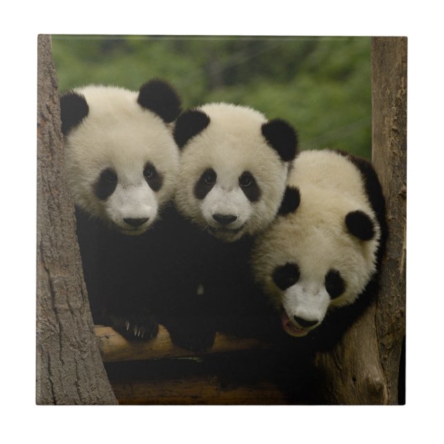 Giant panda babies Ailuropoda melanoleuca) Tile (Front)