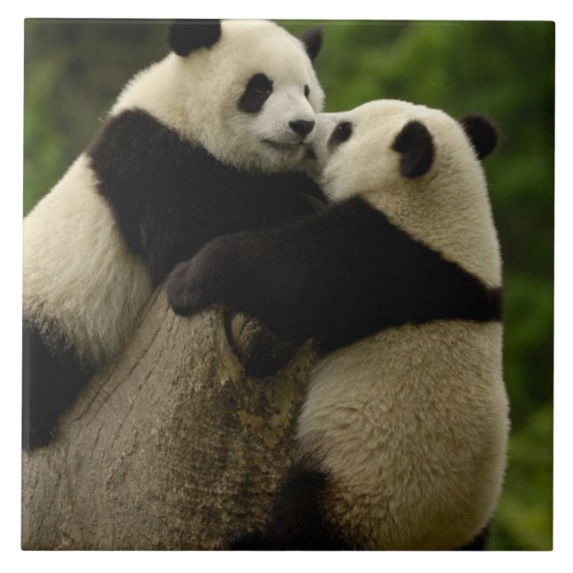 Giant panda babies (Ailuropoda melanoleuca) Tile (Front)