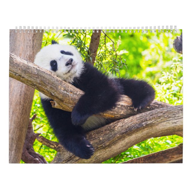 Giant panda babies calendar (Back)