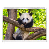 Giant panda babies calendar (Cover)