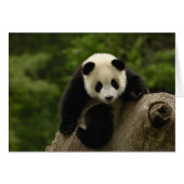 Giant panda baby (Front Horizontal)