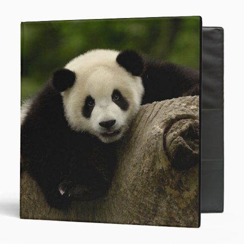 Giant panda baby Ailuropoda melanoleuca 10 3 Ring Binder