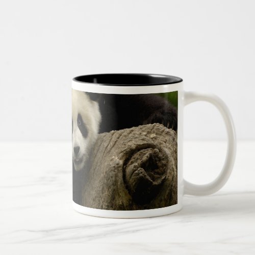 Giant panda baby Ailuropoda melanoleuca 10 Two_Tone Coffee Mug