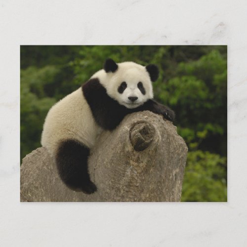 Giant panda baby Ailuropoda melanoleuca 11 Postcard