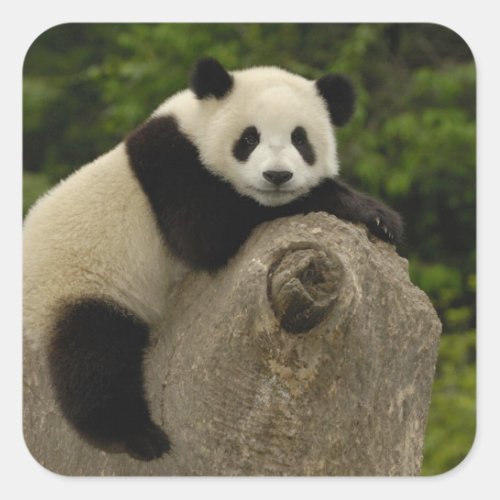 Giant panda baby Ailuropoda melanoleuca 11 Square Sticker