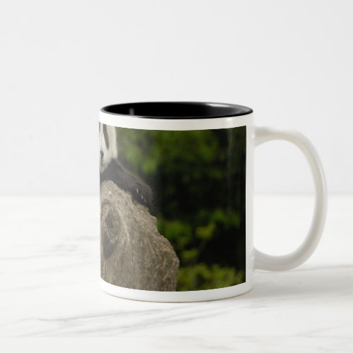 Giant panda baby Ailuropoda melanoleuca 11 Two_Tone Coffee Mug