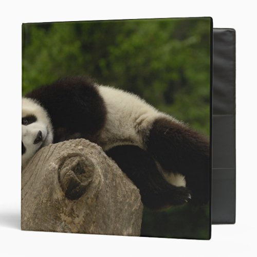 Giant panda baby Ailuropoda melanoleuca 13 3 Ring Binder