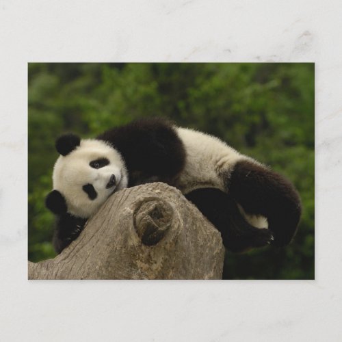 Giant panda baby Ailuropoda melanoleuca 13 Postcard