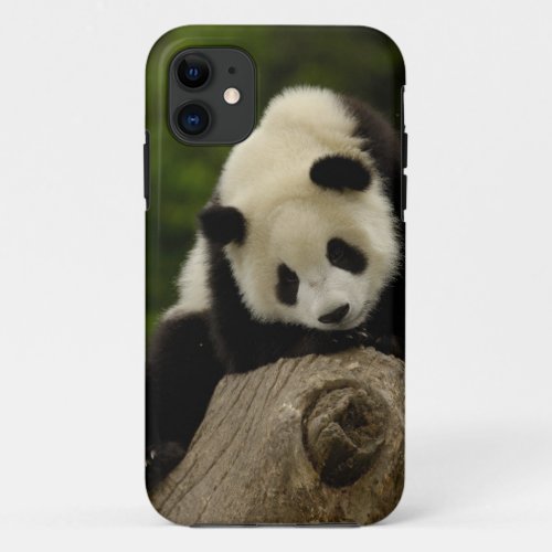 Giant panda baby Ailuropoda melanoleuca 2 iPhone 11 Case