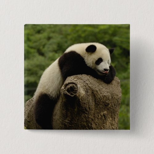 Giant panda baby Ailuropoda melanoleuca 2 Pinback Button