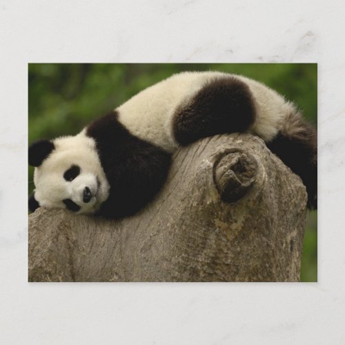 Giant panda baby Ailuropoda melanoleuca 3 Postcard