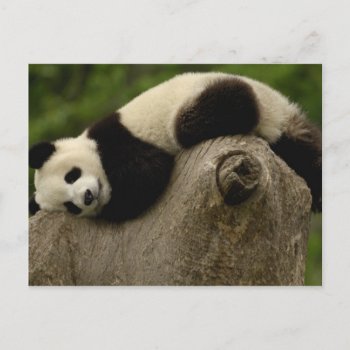 Giant Panda Baby Ailuropoda Melanoleuca) 3 Postcard by theworldofanimals at Zazzle