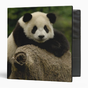 Giant panda baby Ailuropoda melanoleuca) 3 Ring Binder