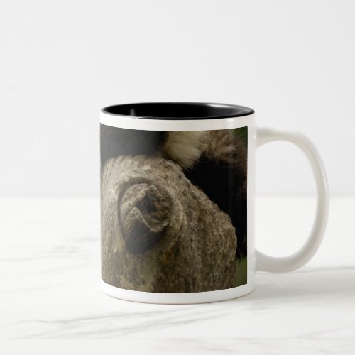 Giant panda baby Ailuropoda melanoleuca 3 Two_Tone Coffee Mug