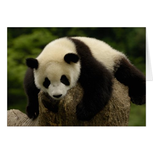 Giant panda baby Ailuropoda melanoleuca 4