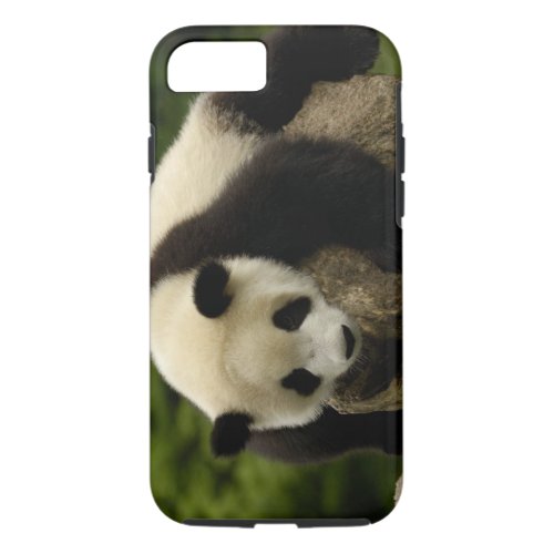 Giant panda baby Ailuropoda melanoleuca 4 iPhone 87 Case