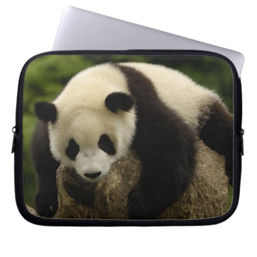 Giant panda baby Ailuropoda melanoleuca 4 Laptop Sleeve