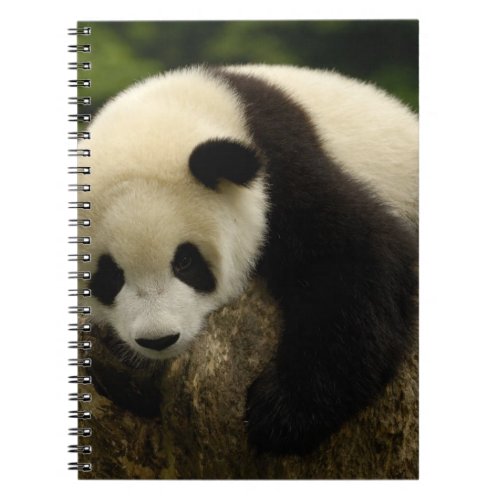 Giant panda baby Ailuropoda melanoleuca 4 Notebook