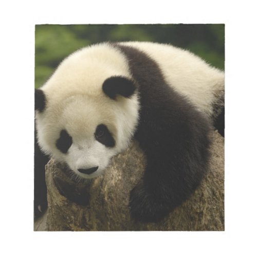 Giant panda baby Ailuropoda melanoleuca 4 Notepad