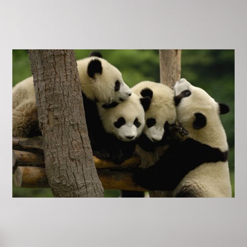 Giant panda baby Ailuropoda melanoleuca 4 Poster