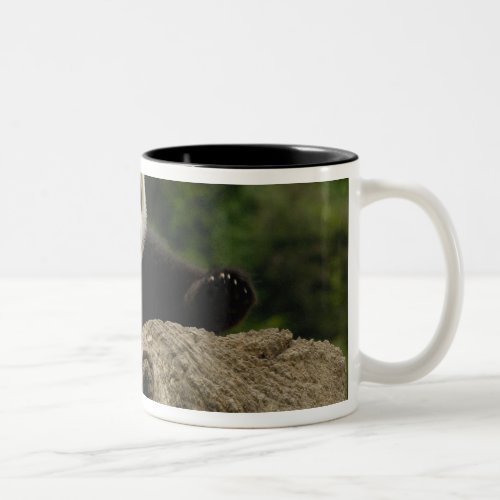Giant panda baby Ailuropoda melanoleuca 6 Two_Tone Coffee Mug