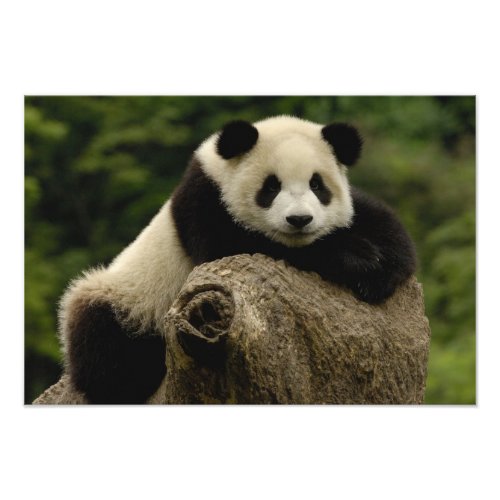 Giant panda baby Ailuropoda melanoleuca 7 Photo Print