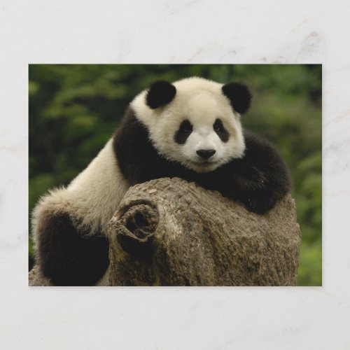 Giant panda baby Ailuropoda melanoleuca 7 Postcard
