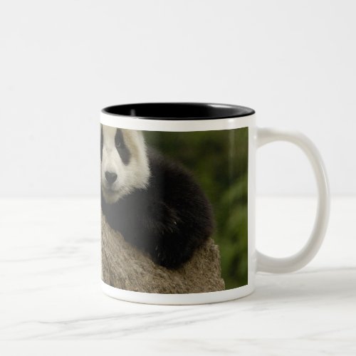 Giant panda baby Ailuropoda melanoleuca 7 Two_Tone Coffee Mug