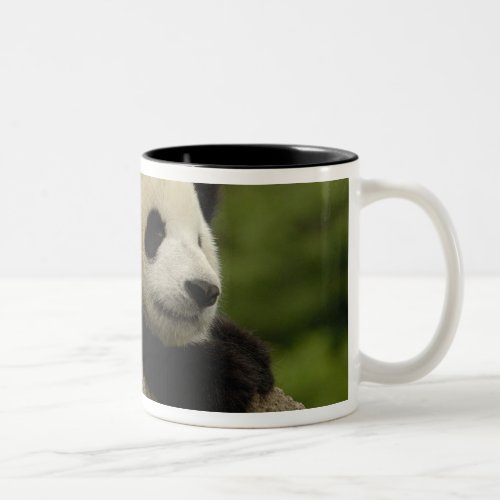 Giant panda baby Ailuropoda melanoleuca 8 Two_Tone Coffee Mug