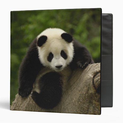 Giant panda baby Ailuropoda melanoleuca 9 Binder