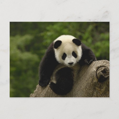 Giant panda baby Ailuropoda melanoleuca 9 Postcard