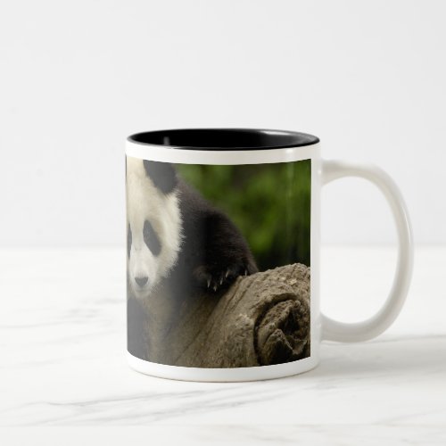 Giant panda baby Ailuropoda melanoleuca 9 Two_Tone Coffee Mug