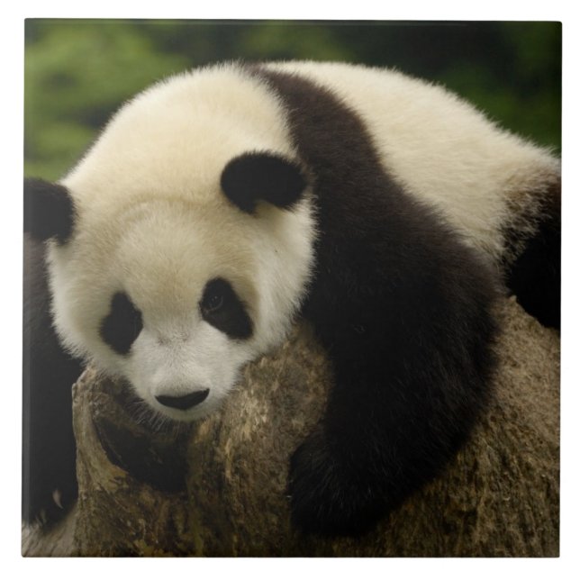 Giant panda baby (Ailuropoda melanoleuca) Ceramic Tile (Front)