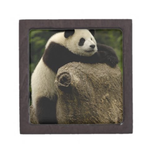 Giant panda baby Ailuropoda melanoleuca Gift Box