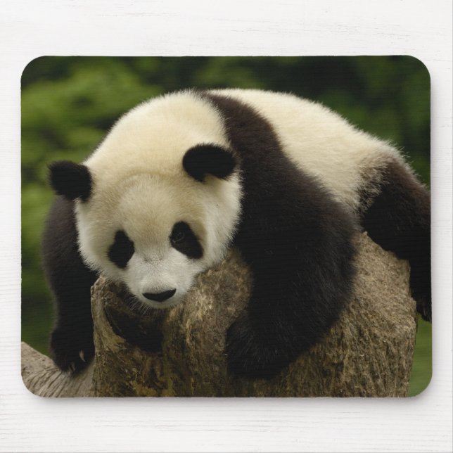 Giant panda baby (Ailuropoda melanoleuca) Mouse Pad (Front)