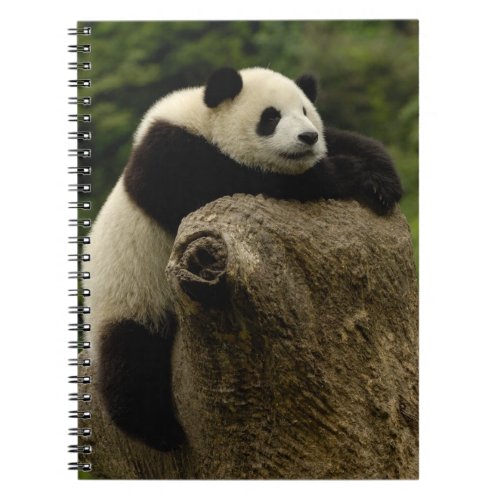 Giant panda baby Ailuropoda melanoleuca Notebook