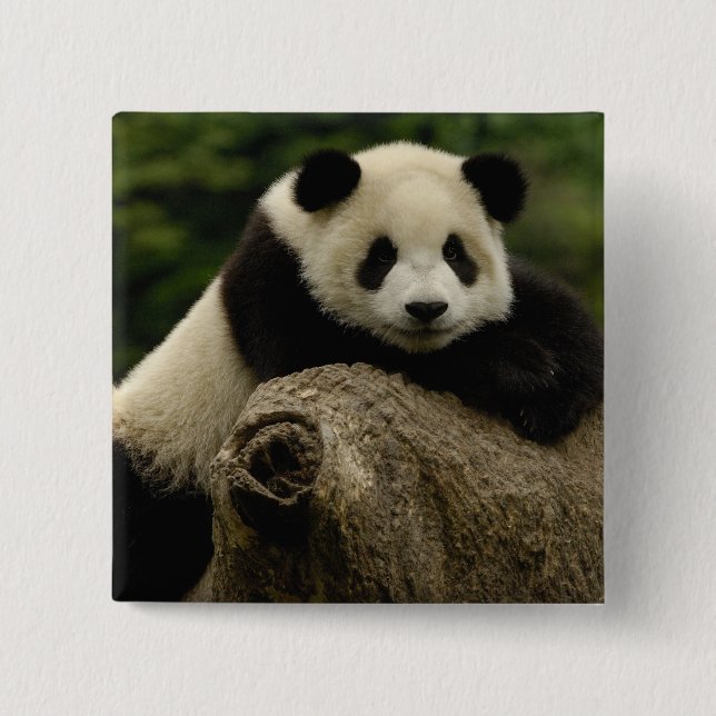 Giant panda baby Ailuropoda melanoleuca) Pinback Button (Front)