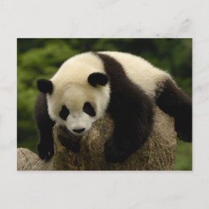 Giant panda baby (Ailuropoda melanoleuca) Postcard