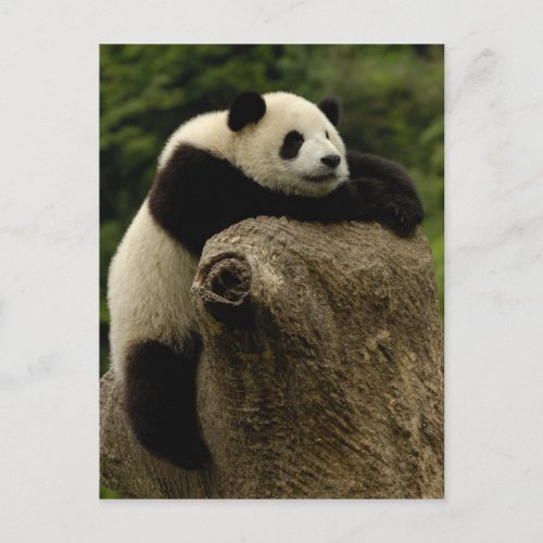 Giant panda baby Ailuropoda melanoleuca Postcard