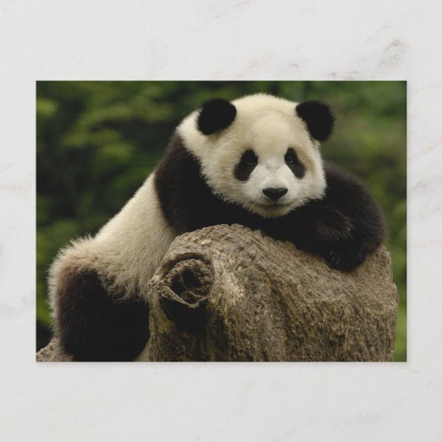 Giant panda baby Ailuropoda melanoleuca) Postcard (Front)