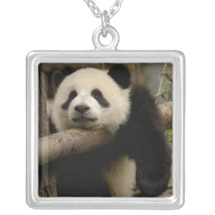 Giant panda baby Ailuropoda melanoleuca) Silver Plated Necklace
