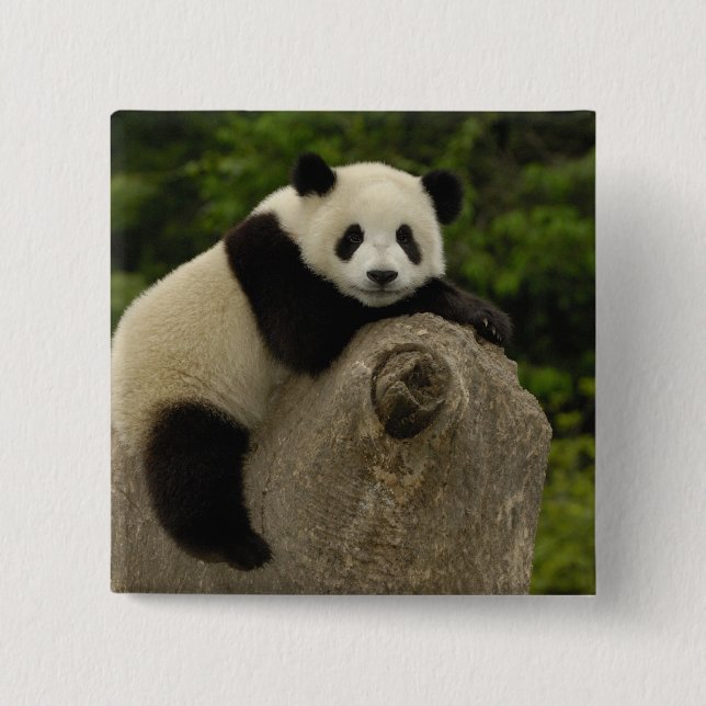 Giant panda baby button (Front)