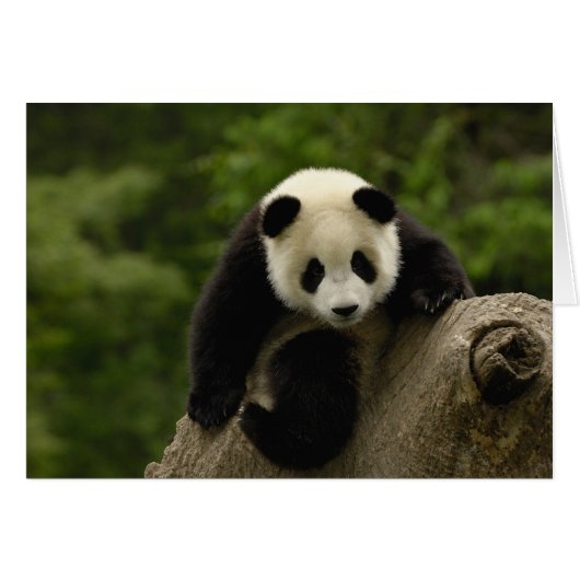 Giant panda baby cards (Front Horizontal)