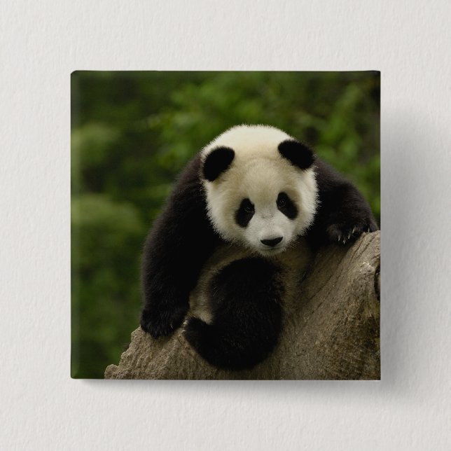 Giant panda baby pinback button (Front)