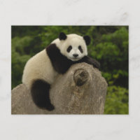 Giant panda baby