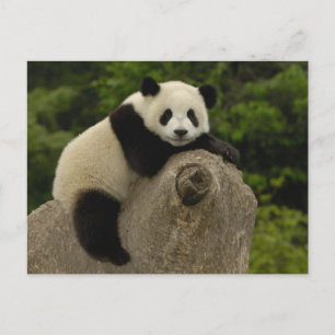 Giant panda baby postcard