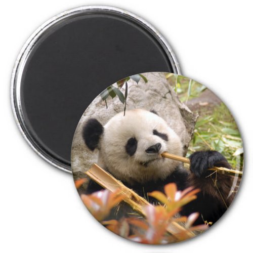 Giant Panda Bear  Baby Panda Magnet